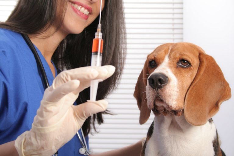 Прививки животным: паспорт здоровья